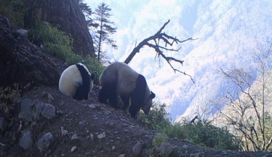 四川鞍子河自然保护区的红外相机拍摄到一组野生大熊猫母子照片