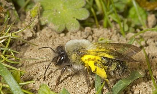 1946年起在英国绝迹的地花蜂科蜜蜂再度被发现