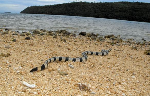 美国生物学家在南太平洋小岛徒手抓致命的阔带青斑海蛇