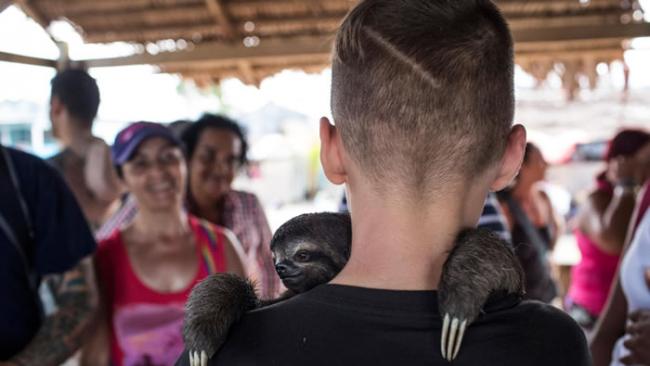 一名男孩在秘鲁阿莱格里亚港紧抱着一只幼年树懒，这是亚马逊河畔的一座小村庄，数十种野生动物遭到非法圈养，让游客能抱着动物自拍。 PHOTOGRAPH BY KIR