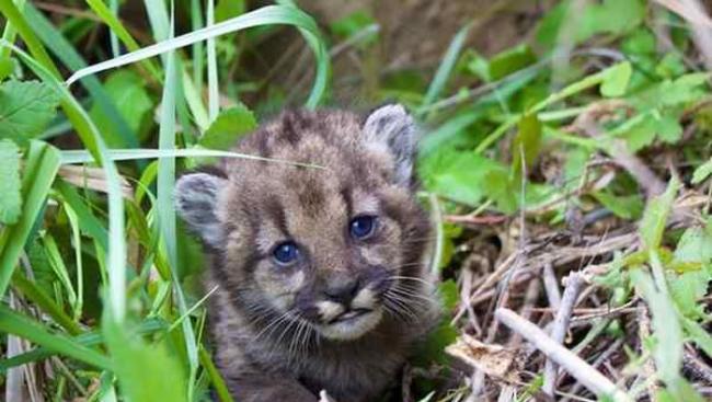美国加州洛杉矶近郊的圣塔莫尼卡山国家保育区出现刚出生四周的小山狮