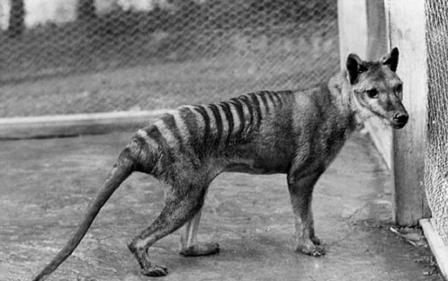 塔斯马尼亚虎又再现身：澳洲南部约克半岛拍到灭绝81年的袋狼？
