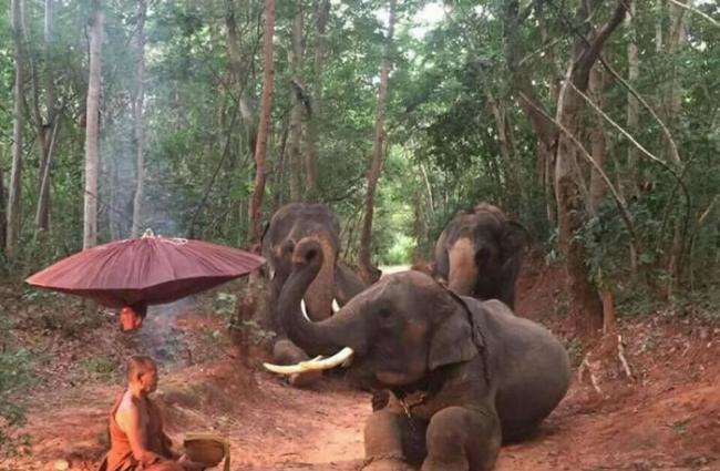 泰国4头大象森林中跪地拜苦僧侣？