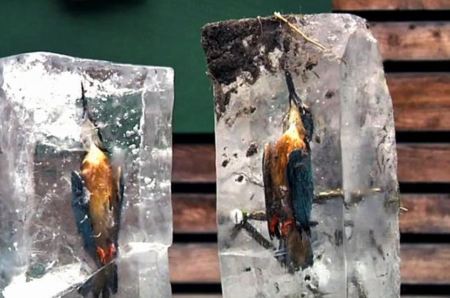 德国巴伐利亚州两只潜水塘捉鱼的翠鸟惨被冰封雪成冰砖