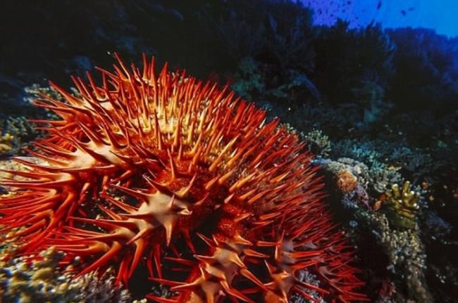 棘冠海星身上带刺，是大堡礁的黑星。