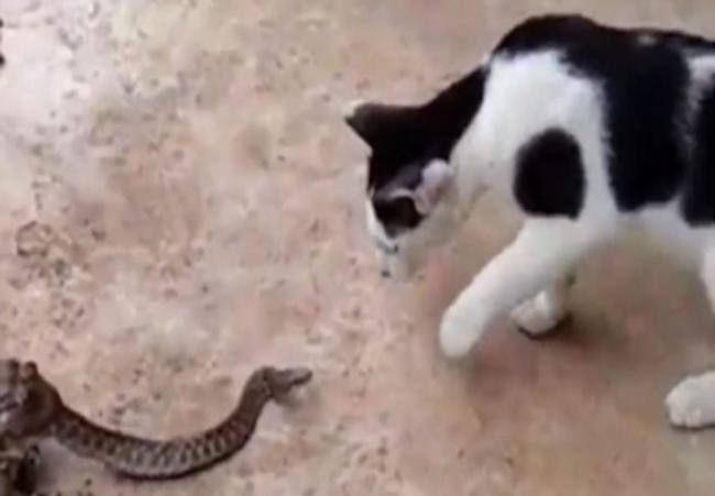 泰国恶蛇虽然大半截身体被蟾蜍吞掉 但依然与眼前的猫对峙