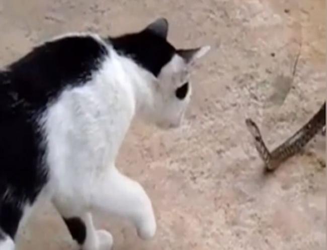 泰国恶蛇虽然大半截身体被蟾蜍吞掉 但依然与眼前的猫对峙