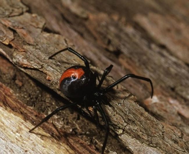 常出现于澳洲的红背蜘蛛，能使被咬的人肌肉无力。