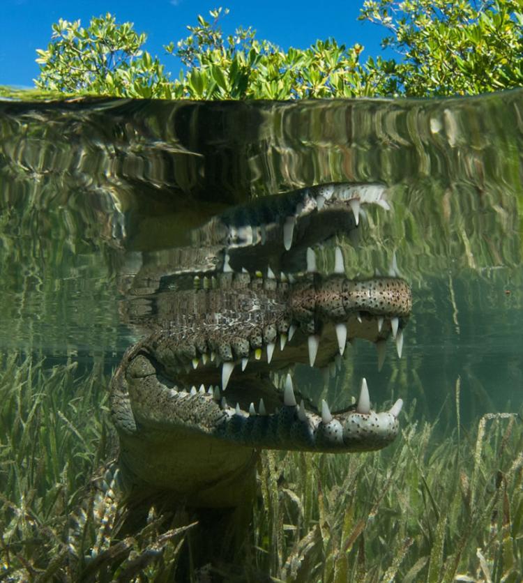 英国摄影师在古巴旅游拍下一组鳄鱼的特写照片