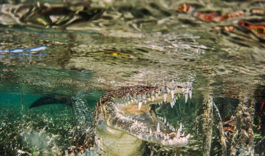 英国摄影师在古巴旅游拍下一组鳄鱼的特写照片