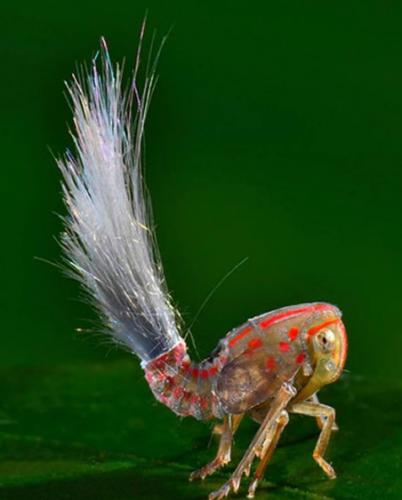 研究人员认为，这只长相奇异的昆虫是一只若虫（未成年的昆虫幼体），可能属于四种蜡蝉科的一种。