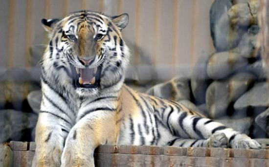 饲养在韩国京畿道果川市首尔大公园的西伯利亚虎，系俄罗斯普京所赠。