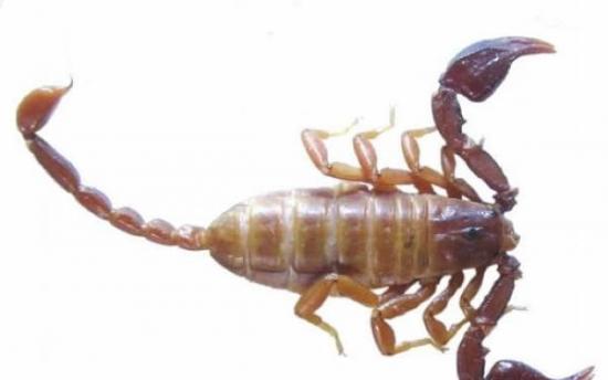 土耳其西南部发现小型木蝎新物种
