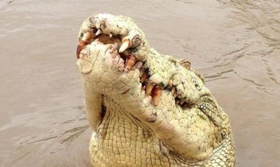 澳洲罕见白化鳄鱼因食人被猎杀