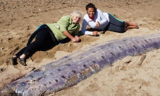 罕见巨型皇带鱼尸被冲上加州圣卡塔利娜岛岸边