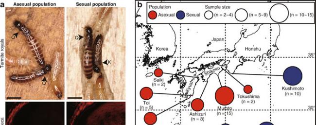 日本发现一种树白蚁可以在没有雄性的情况下建立起可以繁衍的蚁窝