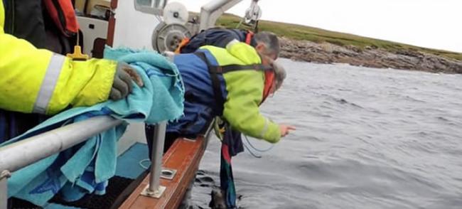 苏格兰北海岸昔德兰群岛看救援人员拯救被钓鱼线缠住的海豹