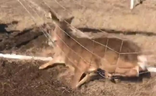 美国纽约州小鹿被足球龙门的网缠住鹿角