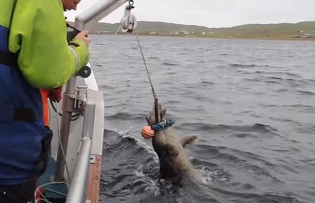 苏格兰北海岸昔德兰群岛看救援人员拯救被钓鱼线缠住的海豹