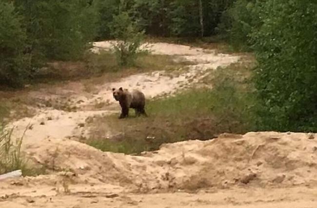俄罗斯西伯利亚钻油工人在野外遭棕熊袭击 内脏被啃光
