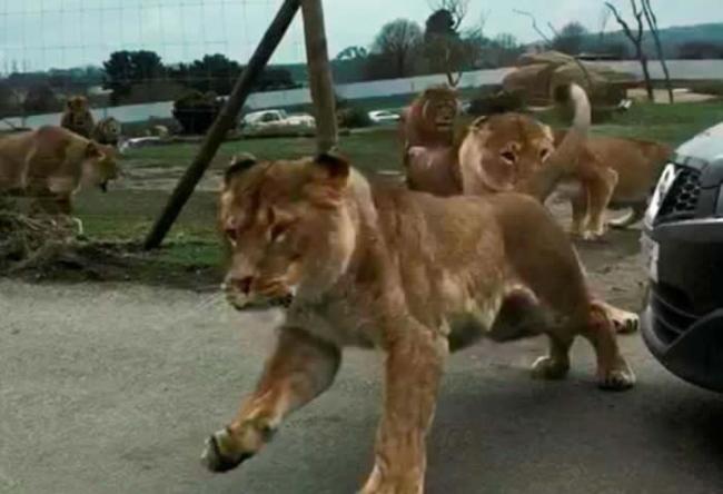 英国家庭游野生动物园受困 狮子空群而出