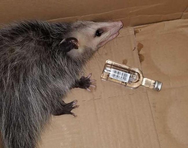 美国佛罗里达州一只负鼠闯入商店 打开波本酒喝光后醉倒在货架上