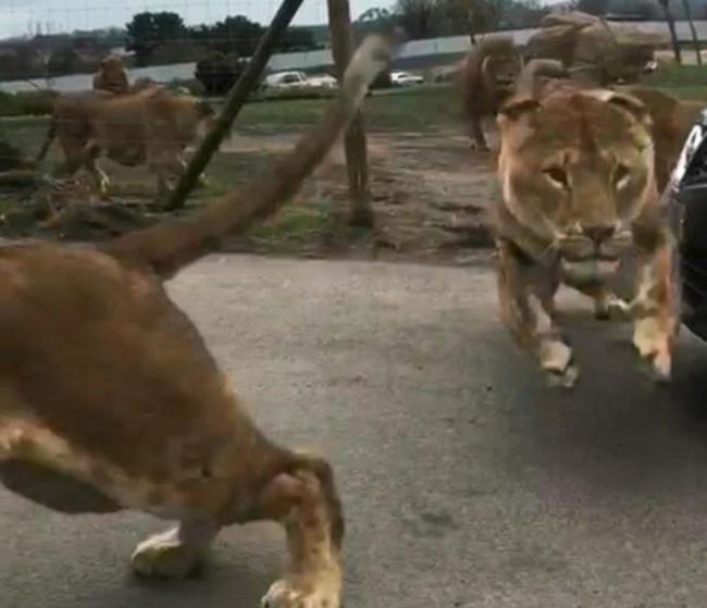 英国家庭游野生动物园受困 狮子空群而出
