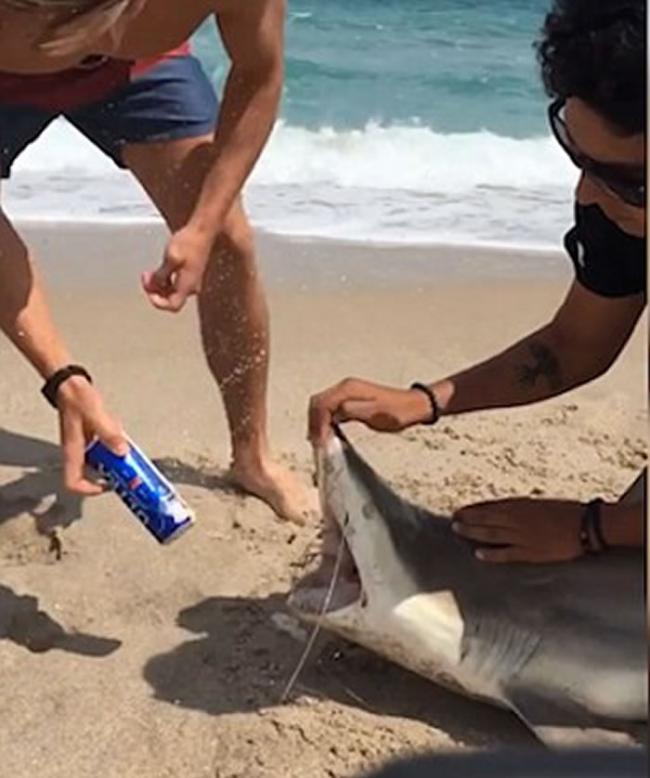 美国大学生捉来鲨鱼强行张开嘴 用鲨鱼利齿当作开罐器开啤酒