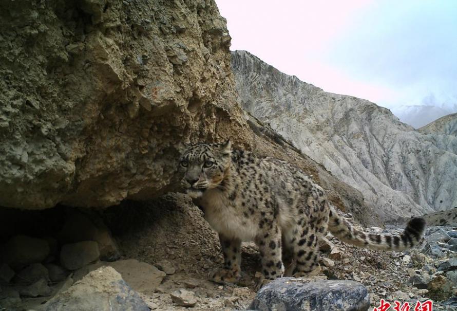 珠穆朗玛峰国家级自然保护区首次拍到野外雪豹