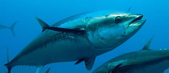 蓝鳍吞拿鱼较少在摄氏11度以下的水域出现