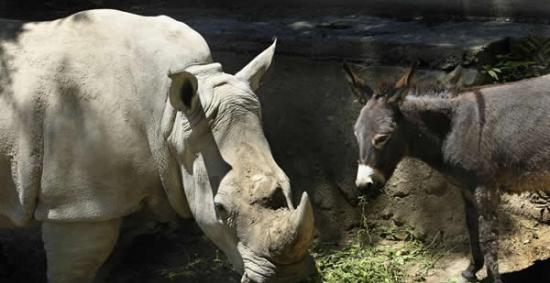 格鲁吉亚动物园一头母犀牛与一群傻驴子成为亲密无间的好朋友