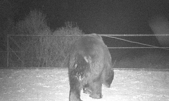 研究人员拍到隔离区有棕熊的踪影。