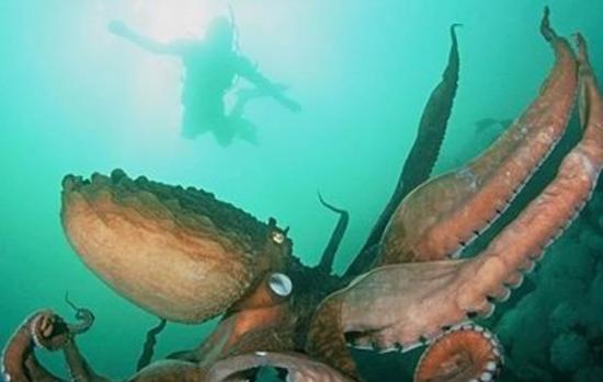 科学家认为深海中的确存在至今尚未发现的大海怪