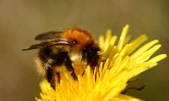 为适应全球暖化带来的改变，有长舌蜜蜂进化成短舌。