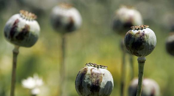 罂粟是人类最早培育的植物大麻之一