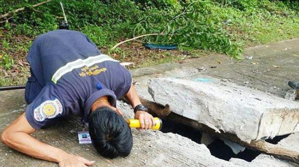 泰国普吉岛一条3米长巨蟒被卡在排水沟井盖的洞里