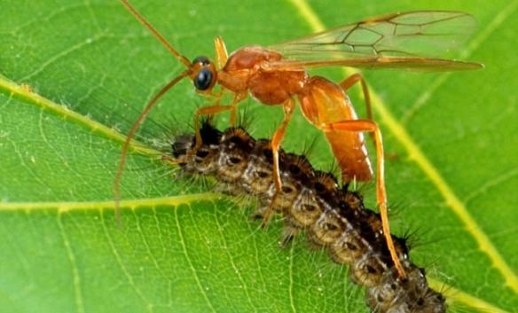 寄生蜂在袭击毛虫时，会将病毒连同卵子一同注射入对方体内。