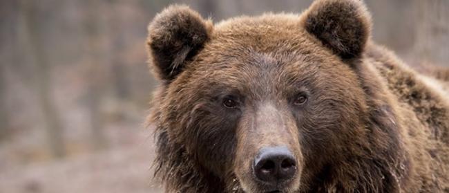 俄罗斯南雅库特的生态学家授命搜寻一只头部被卡在油桶中的熊