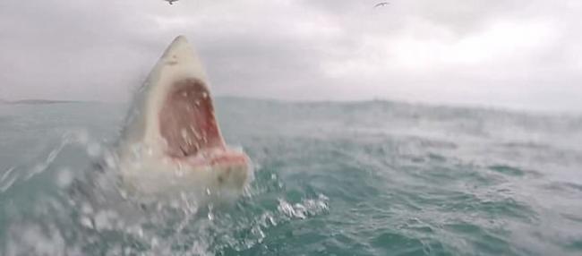 在南非海面追踪鲨鱼的男子遇到大白鲨突袭