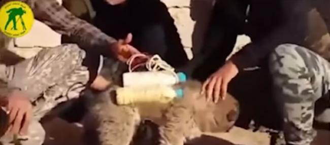 IS强逼小狗背上充满火药粉的宝特瓶，成为「自杀炸弹客」一员。