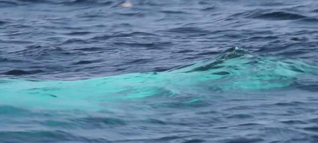 全球唯一白色座头鲸再现澳洲海域