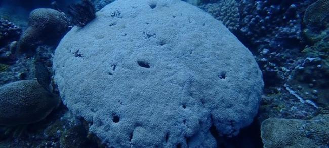 热心潜水客回报，指遭刻名的活珊瑚目前已恢复原样。