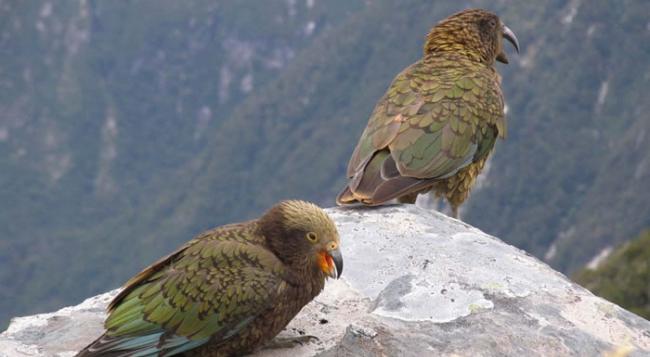 世界唯一生长在高山的新西兰“啄羊鹦鹉”正面临绝种危机