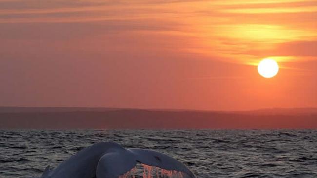 全球唯一白色座头鲸再现澳洲海域