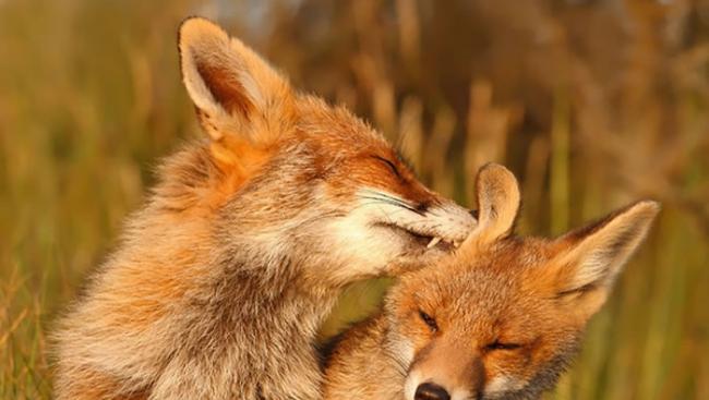 她费尽心思拍下这系列狐狸晒恩爱的照片，它们会帮彼此舔毛、清耳朵。