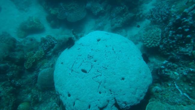 台湾屏东小琉球女游客潜水时竟在海底珊瑚礁石上刻名留念