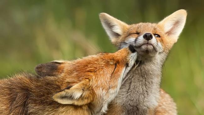 一般人对狐狸的印象是狡猾、阴险、欺骗；但摄影师蕾蒙拍狐狸放闪，直说「它们的爱很纯粹。」