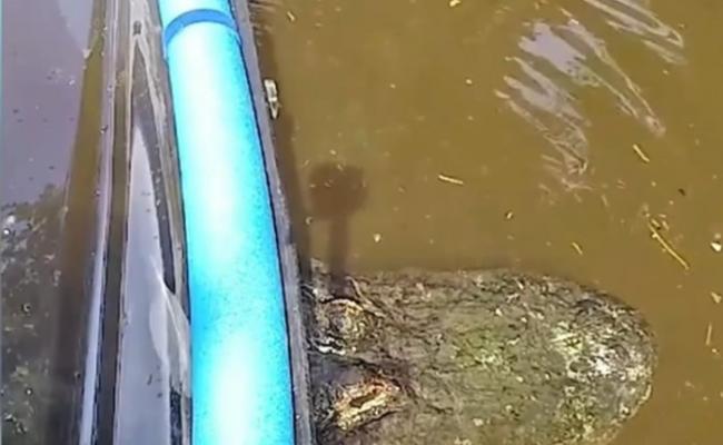 美国佛罗里达州男子划透明独木舟渡河被卡住 惊见船底浮现巨鳄