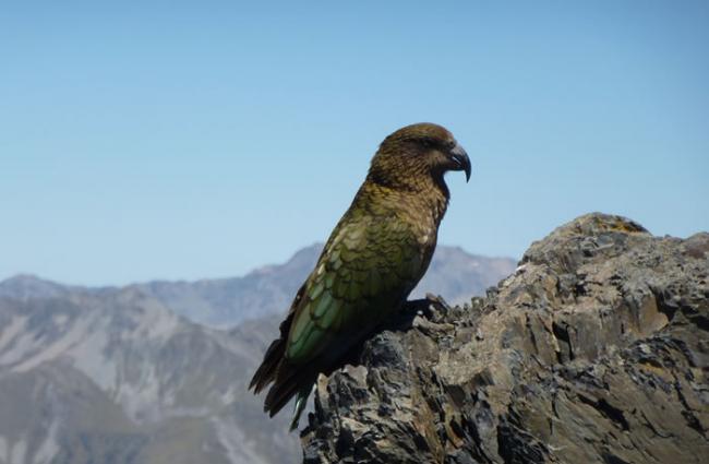 世界唯一生长在高山的新西兰“啄羊鹦鹉”正面临绝种危机