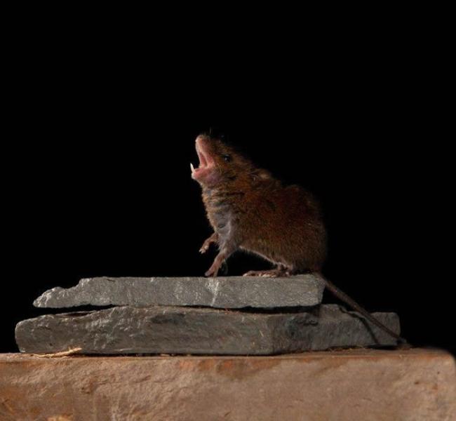 生活在中美洲地区的褐鼷鼠用歌声相互较量